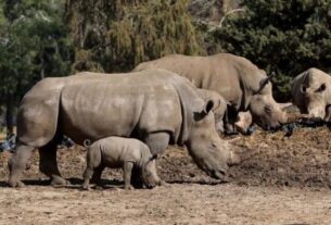 Rwanda’s Akagera National Park Welcomes 70 Southern White Rhinos