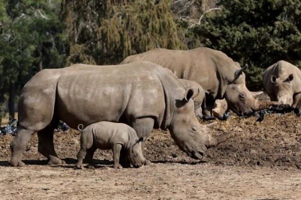 Rwanda’s Akagera National Park Welcomes 70 Southern White Rhinos