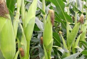 Cassava and Irish Potatoes Thrive as Maize and Beans Decline in Rwanda’s 2025 Season A