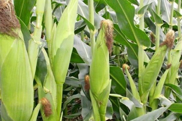 Cassava and Irish Potatoes Thrive as Maize and Beans Decline in Rwanda’s 2025 Season A