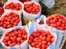 Agriculture, Youth and Private Sector in Rwanda