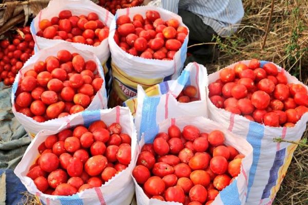 Agriculture, Youth and Private Sector in Rwanda