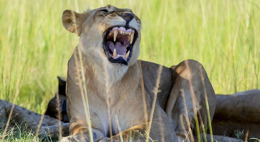 Rwanda sets stage for Africa’s first regional conservation academy