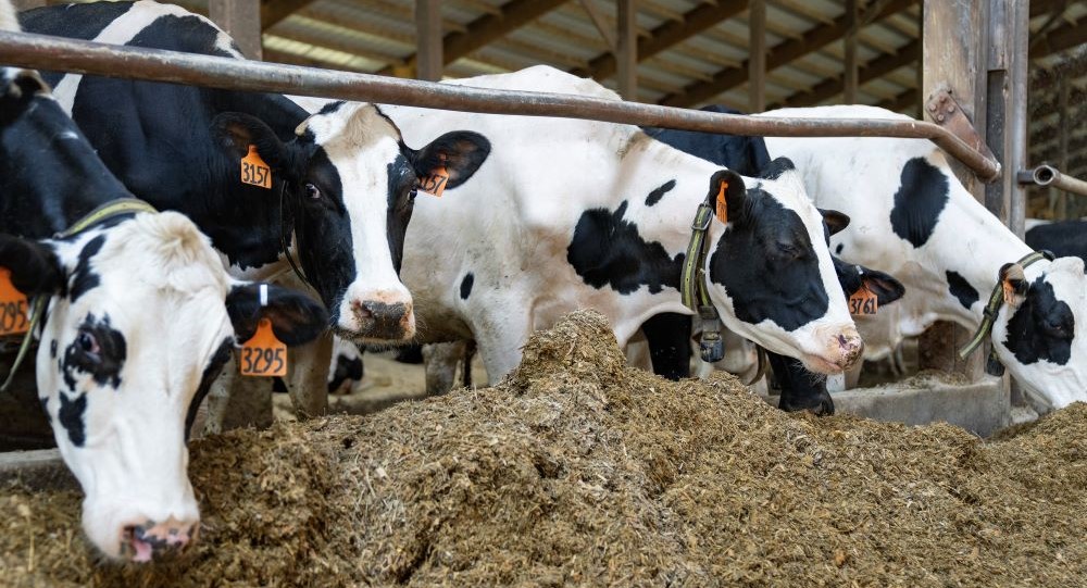 Rwanda targets 50% boost in agricultural output by 2029