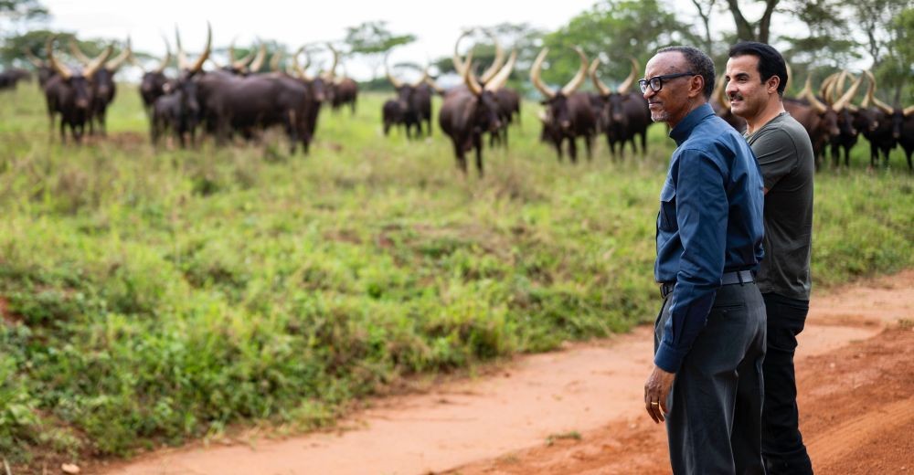 President Kagame gifts Emir of Qatar with Inyambo cows
